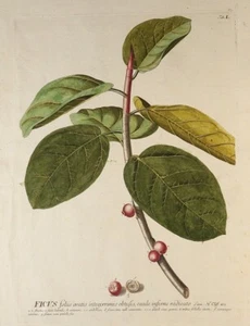Georg Ehret C.1750 Plantae Selectae Botanical Engraving Tab L FICVS - Picture 1 of 11
