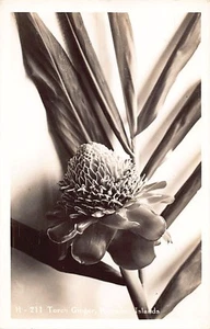 Hawaii - Torch ginger - REAL PHOTO - Publ. unknown H211 - Picture 1 of 2