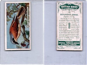 C4 Imperial Tobacco, British Birds, 1923, #35 Red-Backed Shrike