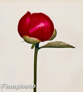 1968/80 IRVING PENN Vintage FLOWER Botanical PEONY Bud Photo Engraving Art 11x14 - Picture 1 of 1