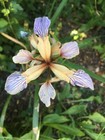 Stinking Iris - Iris foetidissima - 5 seeds - Attractive Native Wildflower