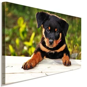 Rottweiler Welpe Leinwandbild AK Art Bilder Wanddeko Wandbild Kunstdruck Top XXL - Bild 1 von 5