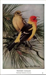 Western Tanager Roger Tory Peterson signed National Audubon Society Postcard - Picture 1 of 2