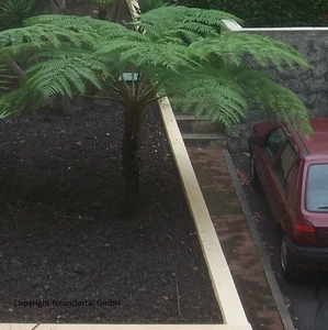 stammbildender Palmfarn frostharter antarktischer Baum-Farn bis 6 Meter Samen - Bild 1 von 2
