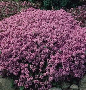 10 X Purple Creeping Thyme Thymus serpyllum SMALL/MEDIUM PLUGS READY TO POT ON - Picture 1 of 6