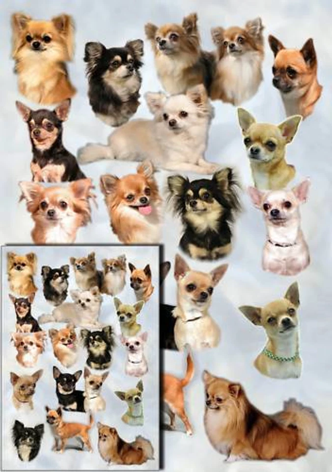 Chihuahua Dog Gift Wrapping Paper No 2 By Starprint - One sheet plus gift card