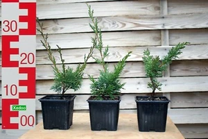 3x Juniperus Chinensis Shimpaku Kishu + 3x Itoigawa Jungpflanzen, 2 Jahre alt - Bild 1 von 6