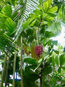 Hydriastele pinangoides - Pink Nymph palm seedling - Picture 1 of 4