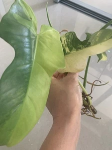 Philodendron Bipennifolium High variegated Cutting No Monstera - Picture 1 of 10