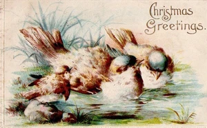 ALTE WEIHNACHTSGRUSS-Postkarte: HÜBSCHE VÖGEL MIT KÜKEN 1907 - Bild 1 von 1