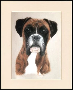 BOXER GESTROMTER KOPF STUDIE SCHÖNER HUND DRUCK RAHMENFERTIG MONTIERT - Bild 1 von 1