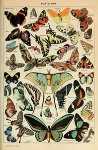 Adolphe Millot Vintage Butterflies Natural History Wall Art Print Poster  - Picture 1 of 3