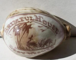 Boca Raton Florida Brimful House Gift Shop Etches Sea Shell Deer Best Wishes --- - Picture 1 of 1