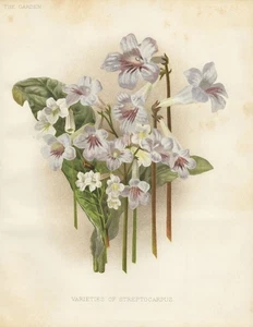 Streptocarpus Drehfrucht South Africa Madagascar botany Robinson Litho 1886 - Bild 1 von 1