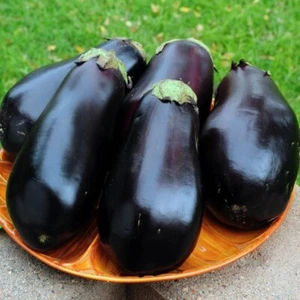 Eggplant (Black Beauty) 130+ seeds (Solanum Melongela) Instructions Included X - Picture 1 of 6