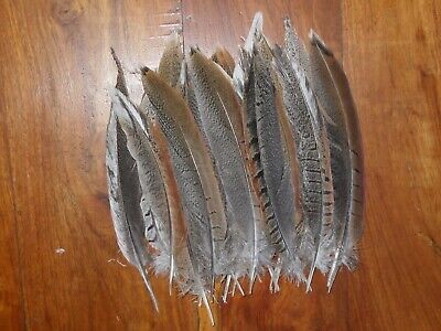30 UNUSUAL COCK PHEASANT TAIL FEATHERS 6to 8 ...
