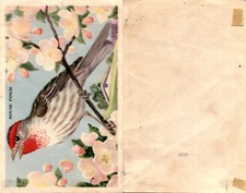 D39-2b, Gordon Bread, California Birds, 1940's, Nuttall's Sparrow - Blank Back