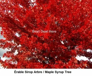 Seed ACER MAPLE TREE SUGAR RED SEEDS CANADA GROW FAST ÉRABLE BONZAI COMB S/H NEW - Picture 1 of 5