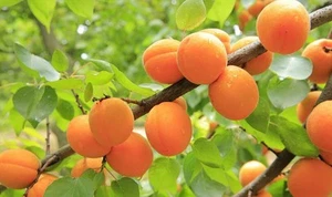 ☺3 graines d abricotier / prunus armeniaca - Picture 1 of 1