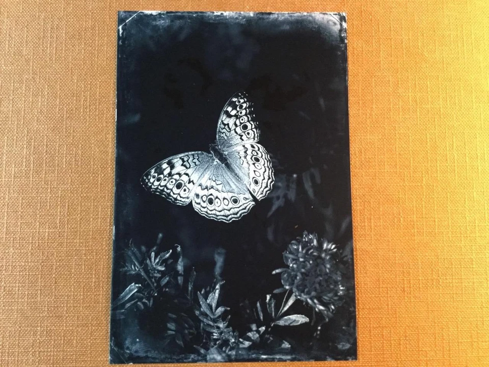 Butterfly One J Edwards оригинальный художественный тонип ограниченная серия от художника C045 - Изображение 1 из 1