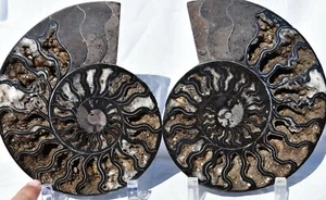 RARE 1 in 100 BLACK Ammonite Split PAIR Deep Crystals XXLARGE 7.5" 185mm 3054xx - Picture 1 of 12