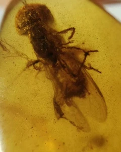 Fósil birmano Burmita Cretácico ámbar mosca doméstica insecto fósil ámbar Myanmar - Imagen 1 de 8