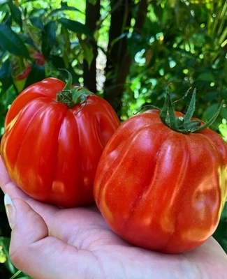 Oxheart Tomato 300 Seeds | Big Juicy Variety | Home Garden Favourite Organic - Image 1 of 2