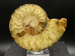 AMMONITE POLIE - MADAGASCAR - 102 g - Imagen 1 de 6