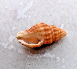 9 x conchiglia marina mediterranea Cantharus d'orbignyi trovata nell'isola di Cipro 14,71 mm - Foto 1 di 5