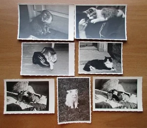 Photographs - 1960-80s "Cats" - Picture 1 of 1