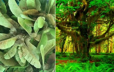 15 Bigleaf Maple Seeds (Acer macrophyllum) - Image 1 of 4