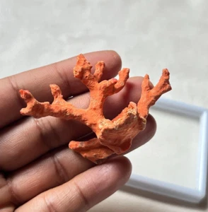 Genuine Red Coral Unpolished Loose Branch Italian Red Coral Rough Tree - Picture 1 of 5