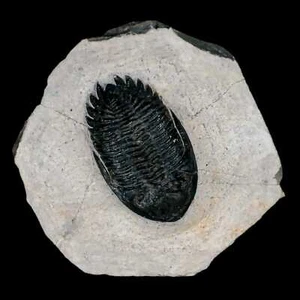 1.9" Metacanthina Issoumourensis Trilobite Fossil Devonian Age 400 Mil Yrs Old - Imagen 1 de 7