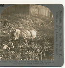 Wart Hog form of wild pig Common in parts of Africa Keystone Animal Stereoview 