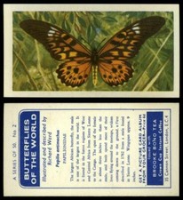 Papilio Antimachus #2 Butterflies Of The World 1964 Brooke Bond Tea Card