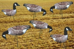 CANADA Geese Photo REAL Spreaders Goose Decoys To Full Body Decoy Decoying New - Picture 1 of 2
