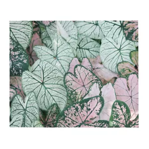 Syngonium Planta Cabeza de Flecha Planta Temática Manta Plantas de Casa Tema - Imagen 1 de 1