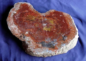 Versteinerter Dinosaurier-Dung, Koprolith, Fossil Scheibe 870,8g 183x122x22mm - Bild 1 von 8