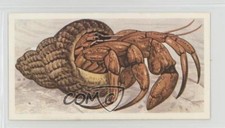 1990 Brooke Bond A Journey Downstream Tea Hermit Crab #24 a8x