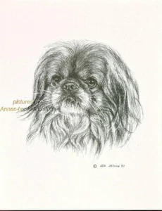 #16 PEKINGESE portait dog art print * Pen and ink drawing * Jan Jellins - Picture 1 of 1