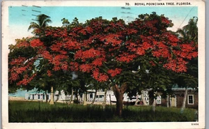 Royal Poinciana Tree in Bloom, Florida Postcard, Mailed 1929 - Picture 1 of 2
