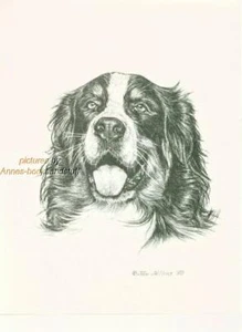 #265 BERNER SENNENHUND Hund Kunstdruck * Feder- und Tuschezeichnung von Jan Jellins - Bild 1 von 1