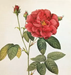 P J Redoute Roses Floral Botanical Art Apothecart's Rose Bookplate Art Print 53 - Picture 1 of 7