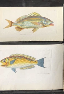 Antique Georgian Shaw & Nodder Fish prints tinted copper engravings sea creature - Picture 1 of 6