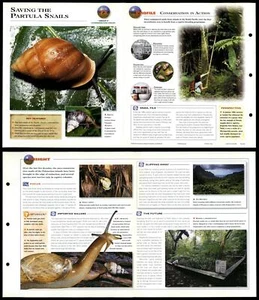 Saving The Partula Snails #72 Conservation - Wildlife Explorer Fold-Out Card - Picture 1 of 1