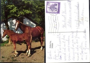 389089,Tiere Pferd Pferde Fohlen - Bild 1 von 1