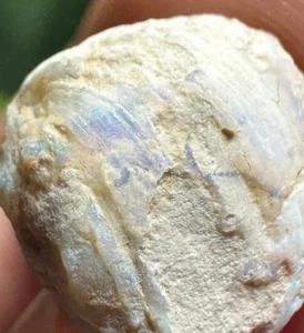 1.4 Cm Opal Clam Fossil Shell Lightning Ridge Australia Opalized Fossil Gem - Picture 1 of 19