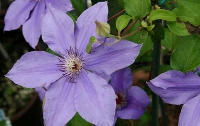 Clematis Ramona - Live Plants in 4 Inch Growers Pots - Starter Plant - Image 1 of 4