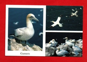GANNET postcard bird chicks flying sea ocean beak nest tree UK island cliff tops - Picture 1 of 2