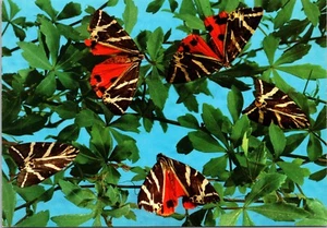 Postal de mariposas de Rodas de Grecia - Imagen 1 de 2